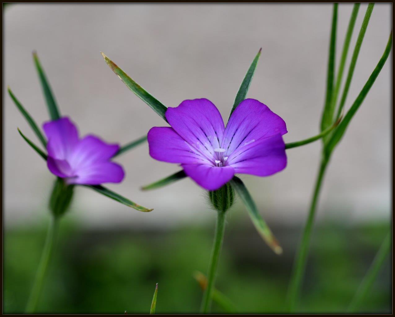 fleur